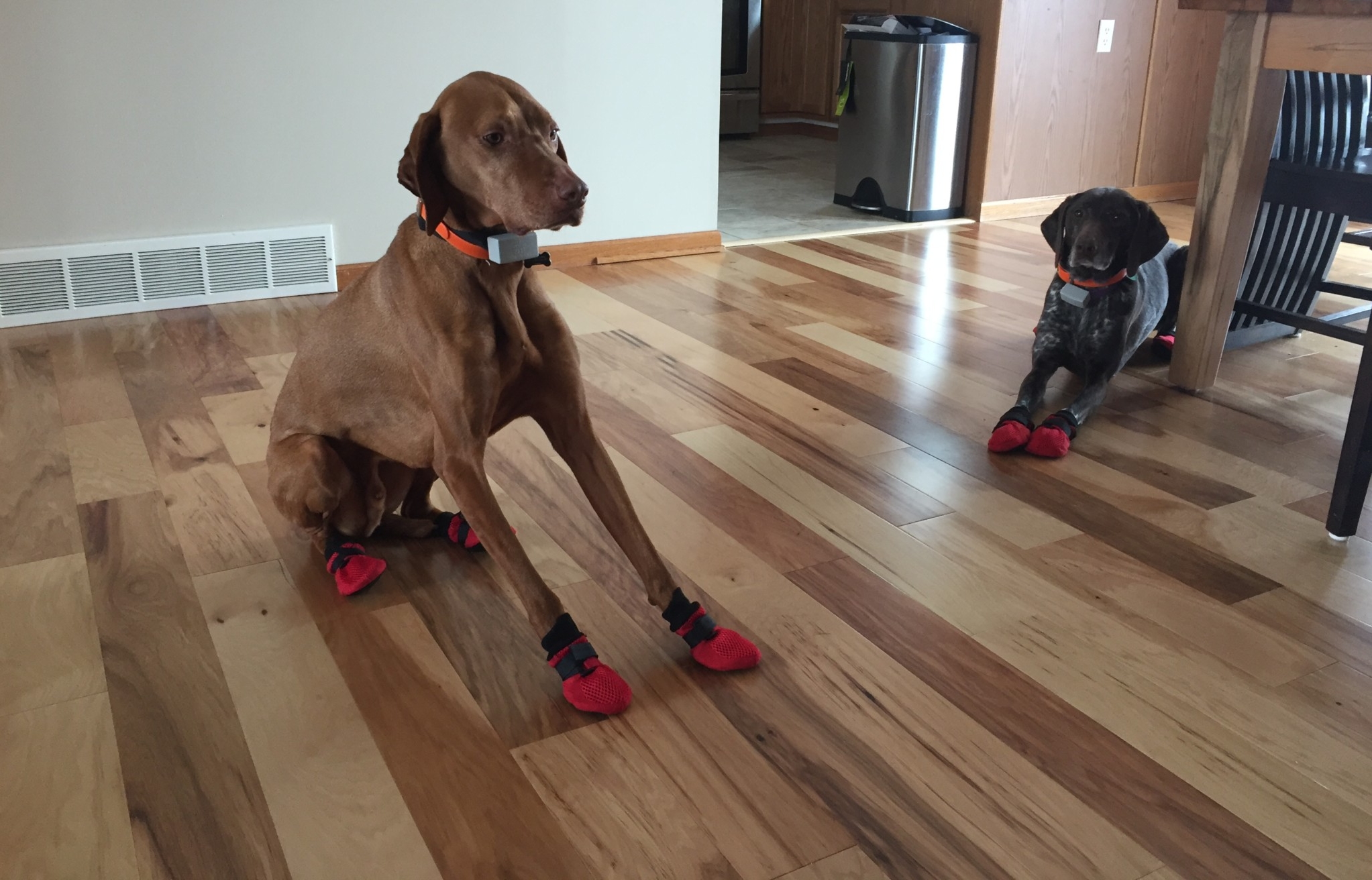 How To Protect Hardwood Flooring From Dog Scratches